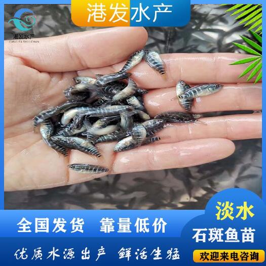  淡水石斑鱼苗大量求购价格
