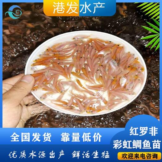 津市市 冷水观赏鱼苗 红罗非鱼苗 红腊鱼苗 彩虹鲷鱼苗直销