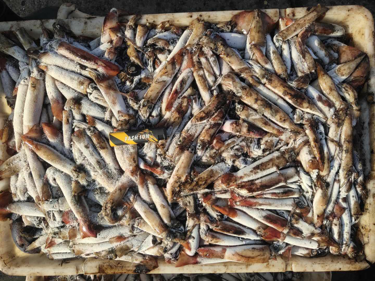 冷冻鱿鱼 北部湾鱿鱼，南海红鱿原料，船冻全规格