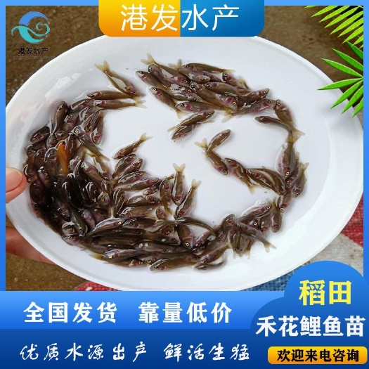 汨罗市 易养禾花鲤鱼苗 稻田荷花鲤鱼苗无污染养殖