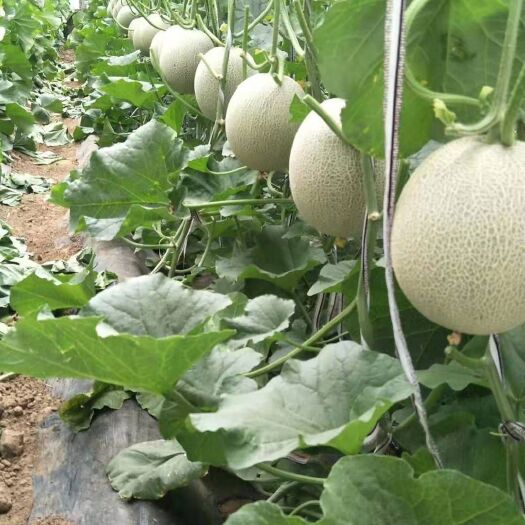 西州蜜瓜大量上市！