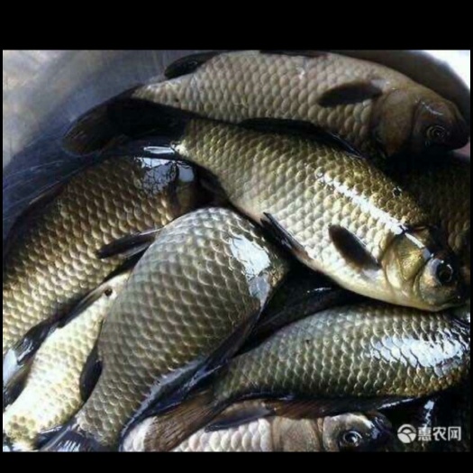 湖州鲫鱼批发