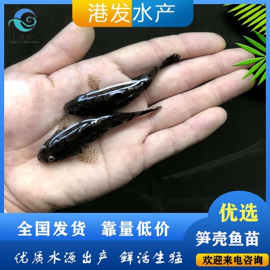 兰州 科学淡水养殖泰国笋壳鱼苗 耐饥能力强 成活率高 效益高