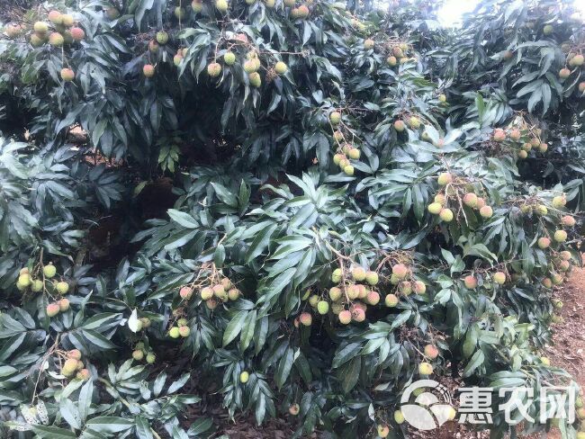 桂味荔枝 海南妃子笑皮薄汁多新鲜可口新鲜上市