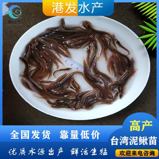 泥鳅苗 高密度养殖  2020水产市场行情