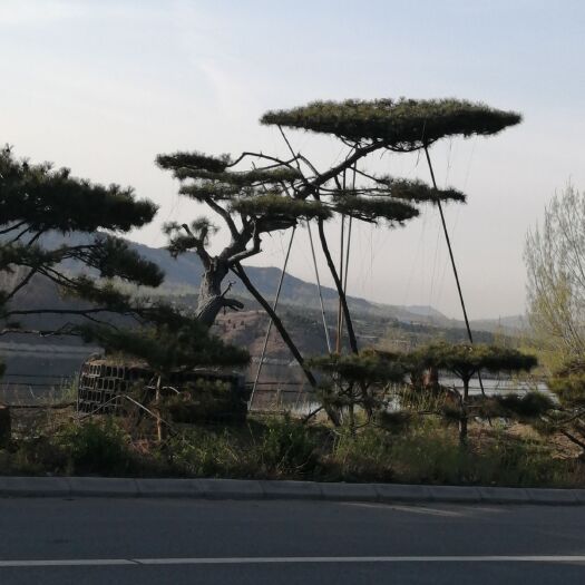济南造型松树 主营造型油松，黑松，各种规格，各类精品