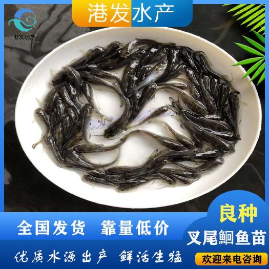 桦甸市 【现货优惠】叉尾鮰鱼苗出售