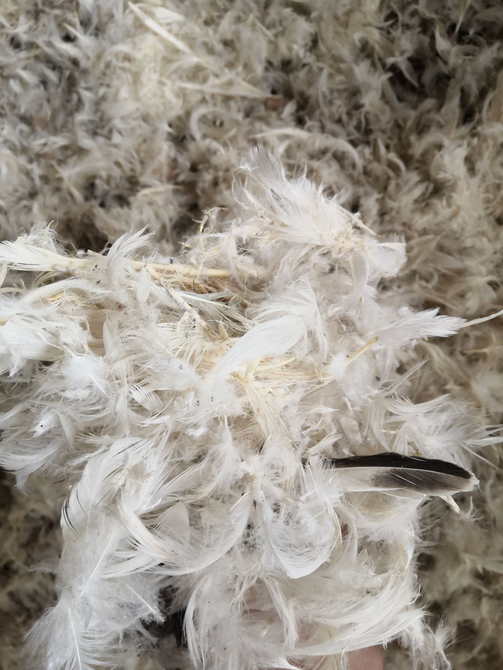 泰和县 干爽蓬松的鸭毛，成绒率高