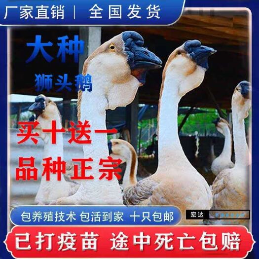 淮安 鹅苗活体小鹅包邮狮头鹅朗德鹅 皖西白鹅 三花鹅雁鹅各种鹅苗