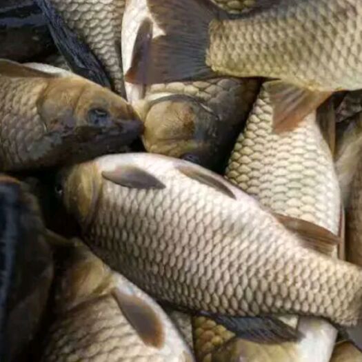 陆良县黄金鲫，各种品种鲫鱼长年提供，量大可以免费送货