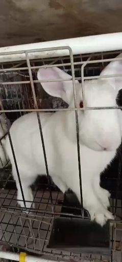 新兴县 肉兔