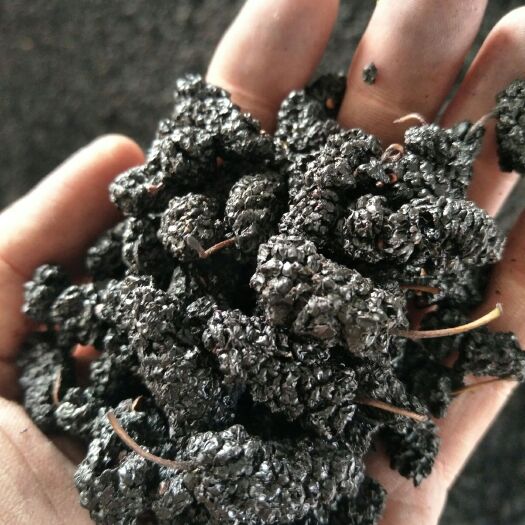 盐边县 攀枝花黑桑葚，颗粒饱满
