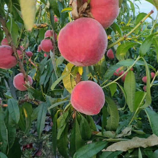 蒙阴县黑桃 大量各种桃子上市