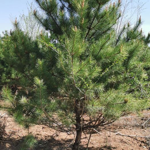 碗碗侧柏 各种树苗，油松，海棠，山杏，垂柳，银杏等北方树