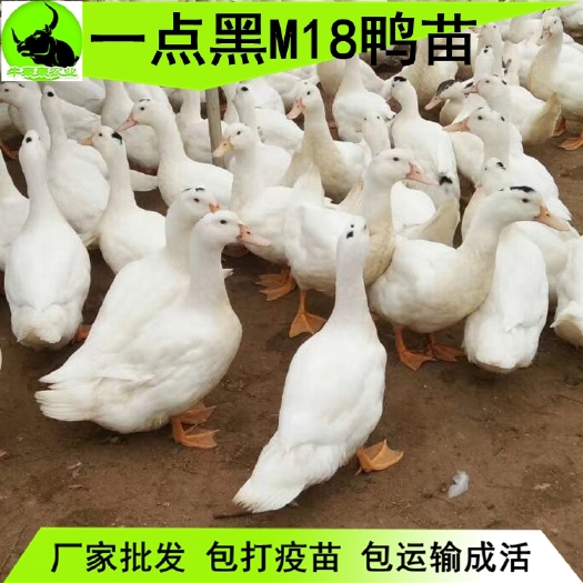 吴川市 广东湛江M18鸭苗出售——一点头鸭苗