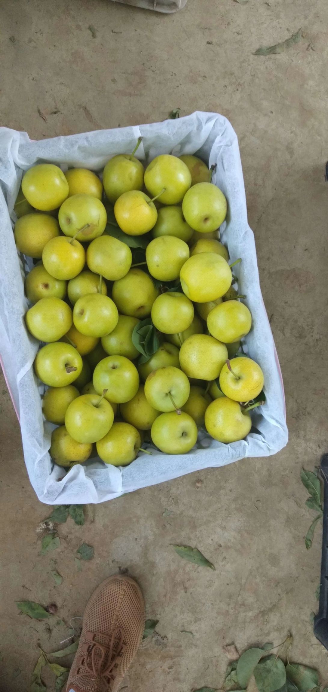 翠冠梨，肉嫩，汁多，甜而不腻