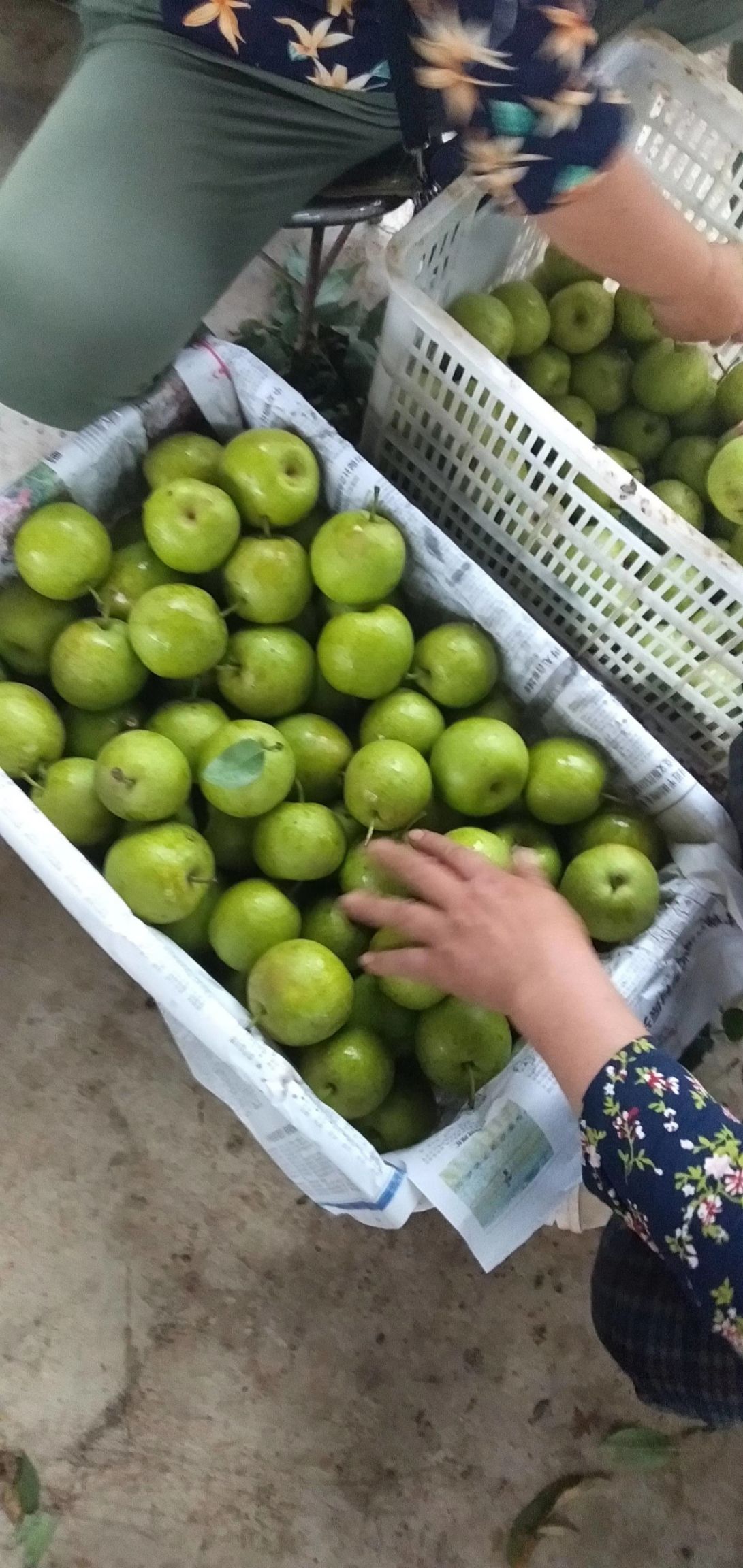 翠冠梨，肉嫩，汁多，甜而不腻