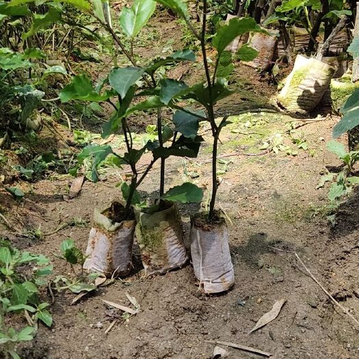 灵山县 大量百香果苗