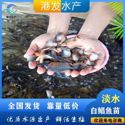 湘潭淡水鱼苗批发 活体热带红鲳鱼苗 白鲳鱼苗塘口直销