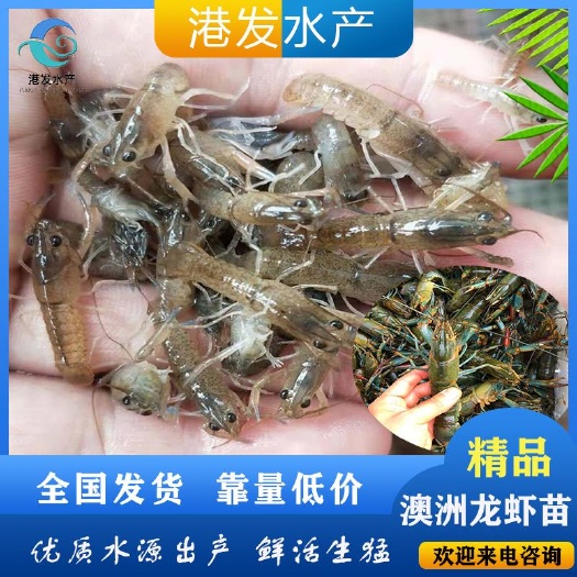 五常市 供应淡水虾苗 观赏虾 澳洲大龙虾苗批发价
