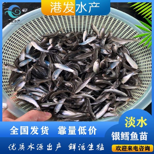  高档淡水鱼苗 渔场直发 耐寒性更高 银鳕鱼苗