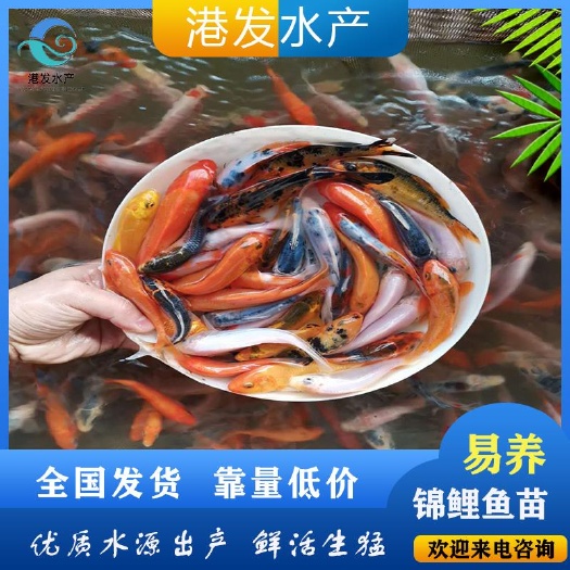 石城县 批发 招财观赏鱼苗 功德无量放生鱼苗