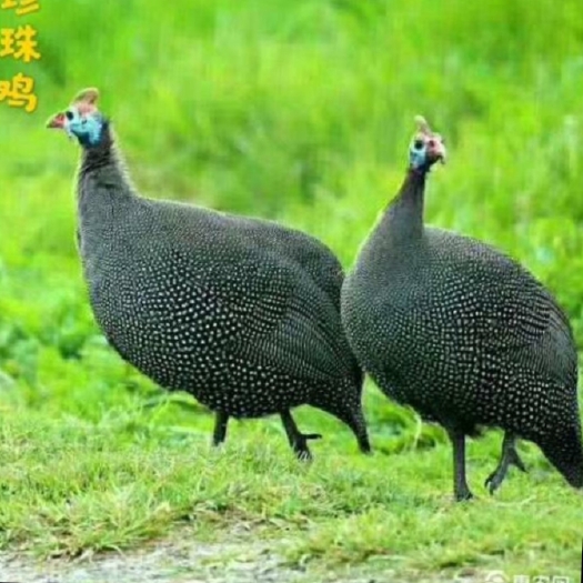 洞口县珍珠鸡苗 厂家直销