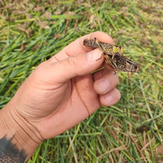 齐河县东亚飞蝗 2020头茬活体速冻蚂蚱，自己养殖产地直发