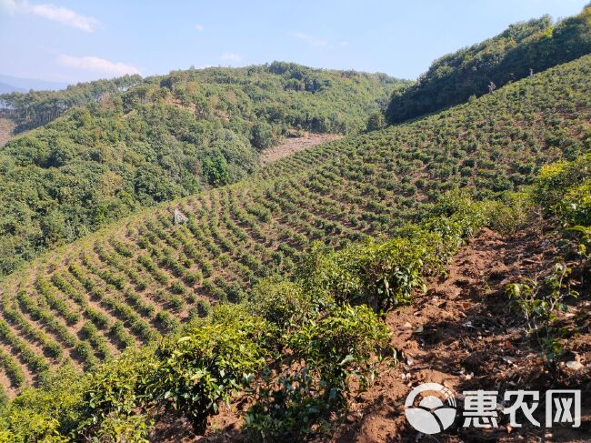 普洱生茶 云南茗茶（勐库）