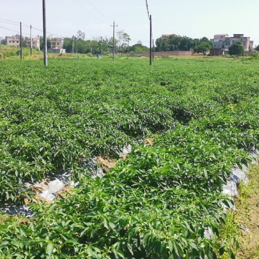 桂平市湘研15号辣椒 中辣