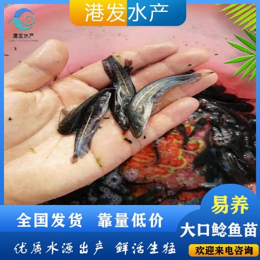 宜川县 基地大量埃及塘鲺鱼苗 鲶鱼苗批发