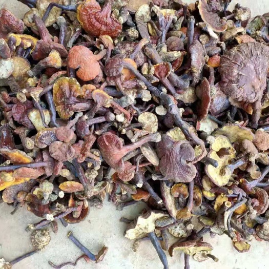 孟连县赤灵芝 莲芝