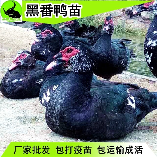 邵阳 黑番鸭苗 包邮已打疫苗 品种优良