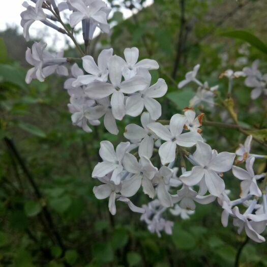  丁香花