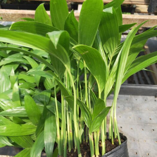 广州棕榈树 三药槟榔播种苗 棕榈科植物 槟榔小苗 四季常青