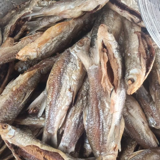 封开县 鲮鱼