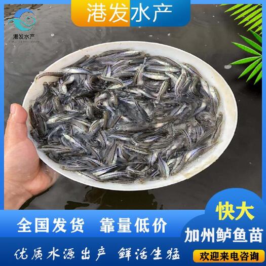 石城县加州鲈鱼苗   大量鲈鱼苗优惠出售 放心苗 健康苗 包技术