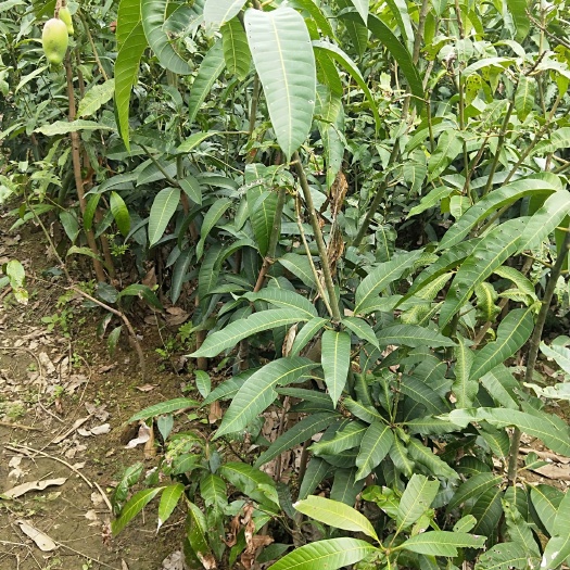 灵山县金煌芒果苗 家里种了很多各种苗就是不知道怎么卖希望以后多合作