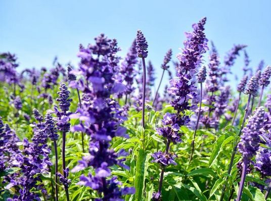 郓城县鼠尾草种子鼠尾草蓝色花多年生花卉种子四季开花花种子