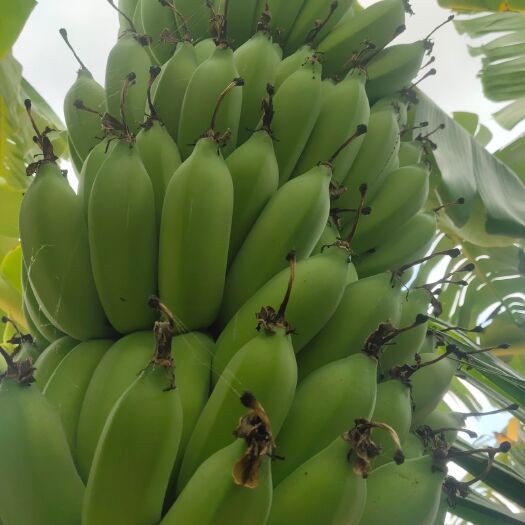 乐东县 海南粉蕉