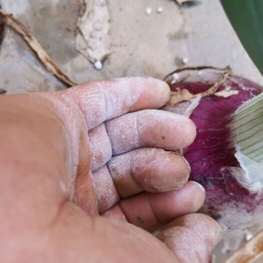 通许县 极早熟紫皮洋葱现已上市，需要的老板们抓紧订购了