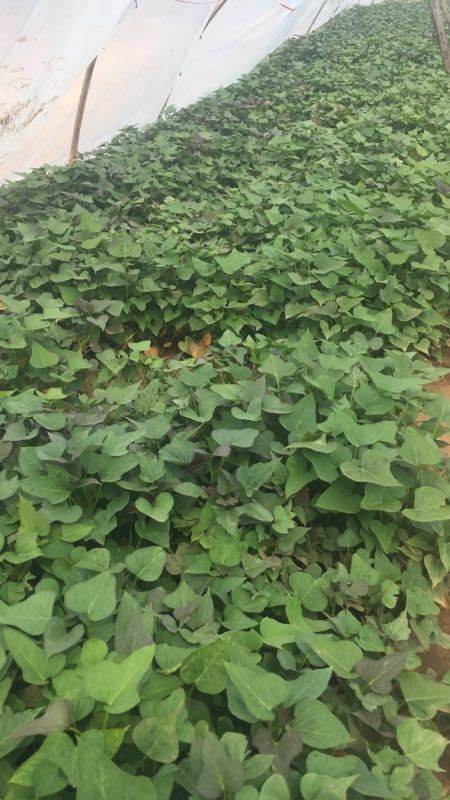 襄汾县商薯19红薯苗 自家种植的红薯苗