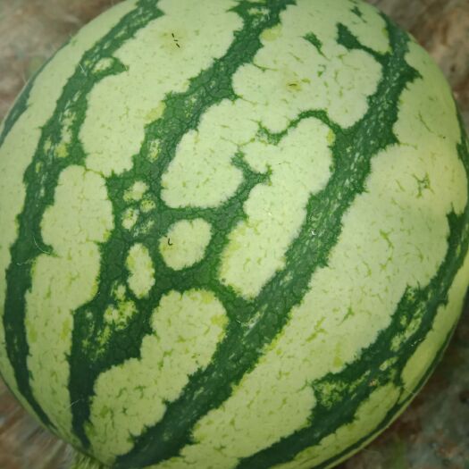 夏县山西运城夏县的大棚无籽8424西瓜