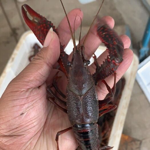 洪湖市 洪湖清水小龙虾