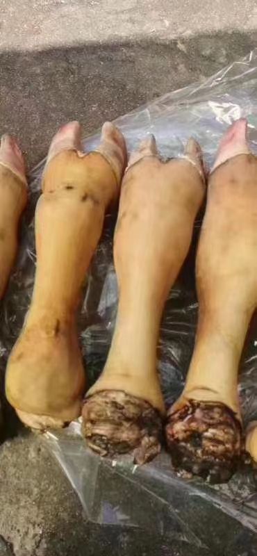 阳信县火烧牛蹄纯干牛蹄
