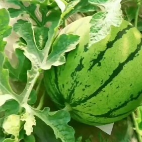 阜城县 甜王西瓜就要大量上市喽