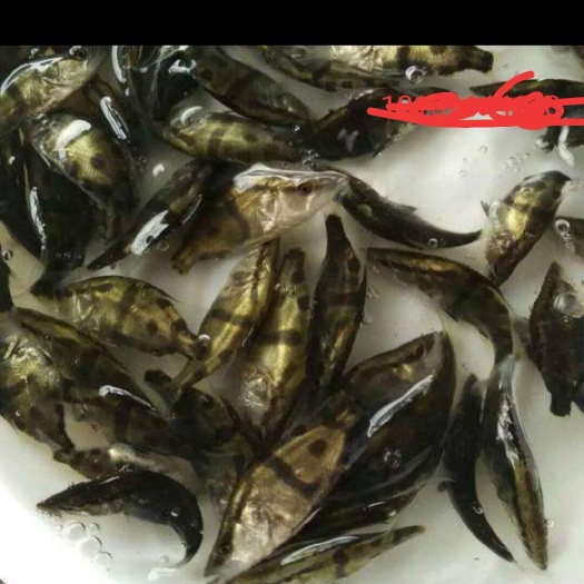 湘阴县斑鳜 桂花魚苗湖南省内部分地方送货上门。