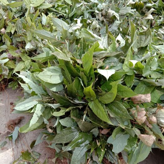 大方县 售后可为您免费提供（淫羊藿）药用秘法！男人的茶！！！！！