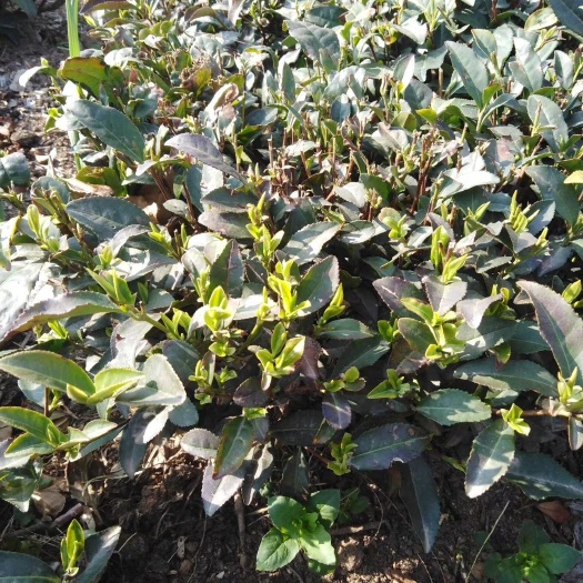 日照日照绿茶 各位老板茶味上来了，越来越浓。价格美丽料还小，再过几天气温上