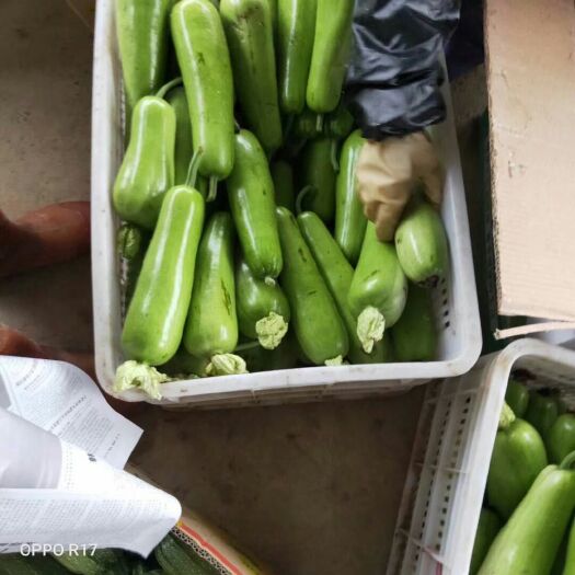 建瓯市瓠瓜 每天大量现货，